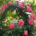 Троянда Розанна (Роза Rosanna)